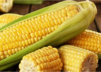 Sa shumë që e kemi nënvlerësuar! Ja sëmundjet që mund t’i luftojmë falë misrit –