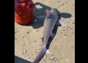 VIDEO/ Kapet një peshkaqen në Gjirin e Lalzit –