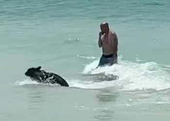 VIDEO/ Ariu surprizon pushuesit në plazh, shfaqet duke notuar –