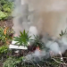 VIDEO/ Asgjesohen 1030 bimë kanabis në Vaun e Dejës –
