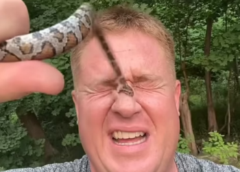 VIDEO/ Për disa klikime më shumë, lejon gjarprin ta pickojë 50 herë –