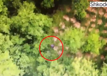 VIDEO/ Zbulohen 510 fidanë dhe 2760 bimë kanabis, në kërkim 65-vjeçarja në Shkodër –