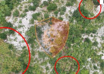 Vijon gjetja e bimëve narkotive në veri të vendit, asnjë i arrestuar –