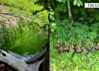 Vijon operacioni antidrogë në Krujë, gjenden 1492 bimë kanabis dhe asnjë i arrestuar –