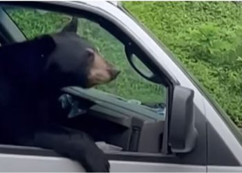 Ariu hipi në kamion dhe hëngri drekën e një punëtori (VIDEO) –