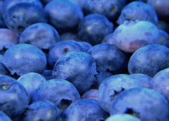 Vetitë e rralla shëndetësore të boronicave shqiptare –