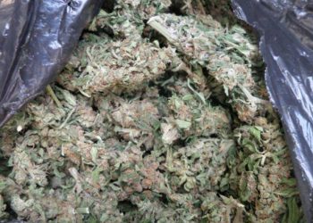 EMRI/ Asgjësohen 1000 fidanë hashash në Skrapar shpallet në kërkim autori –