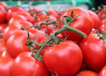 Kosova pranon domatet nga Shqipëria, ja ç’ka ndodhur –