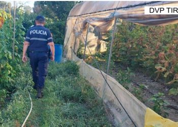 Asgjësohen 271 bimë kanabis në Krujë, policia në kërkim të autorëve –