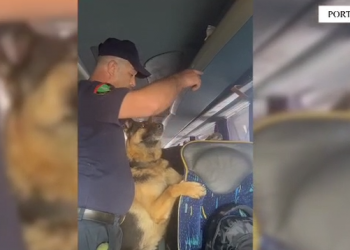 100 mijë euro në autobusin e linjës Bari-Durrës, arrestohet shoferi –