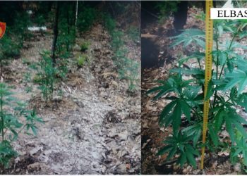 Asgjësohen 80 bimë kanabis në Elbasan, arrestohen dy persona –