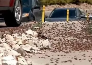 Karkalecat pushtojnë qytetin, terrorizohen banorët –