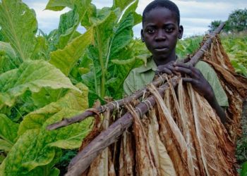 Sot, dita ndërkombëtare kundër shfrytëzimit të fëmijëve për punë –