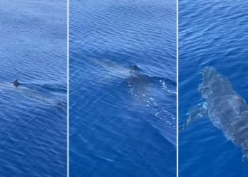 VIDEO/ Peshkaqeni “Mako” i afrohet ishullit të njohur grek –