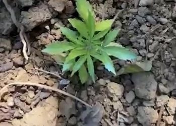 Sera kanabisi në Krujë/ Policia vijon operacionet, arreston një nga kultivuesit –