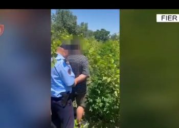 Asgjesohen 30 bimë kanabis, arrestohet ‘vaditësi’ në Fier –