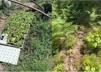 VIDFEO/Asgjesohen 700 bimë kanabisi në dy fshatra të Krujës, në kërkim autorët –