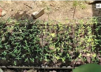 VIDEO/ Asgjësohen 285 bimë kanabis në Krujë, arrestohet babai dhe në kërkim djali –