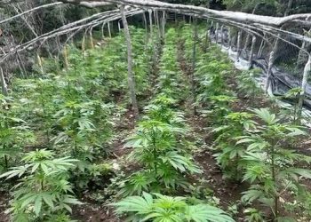 VIDEO/ Asgjësohen 108 bimë kanabis në Krujë, në kërkim autorët –