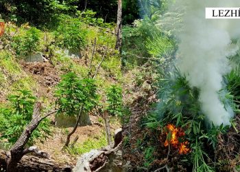 Asgjesohen mbi 600 bimë kanabisi në Mirditë dhe Lezhë –