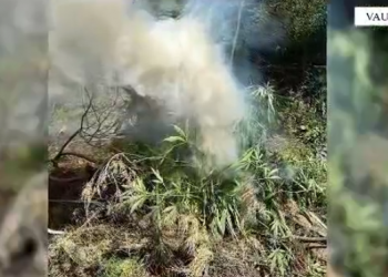 Kanabis/ Megaoperacioi në Krujë, Kurbin, Mirditë, Vau i Dejës dhe në Shosh, Shkodër –