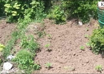 Asgjesohen 140 bimë kanabis/ Arrestohet një shtetas, shpallet në kërkim djali i tij –