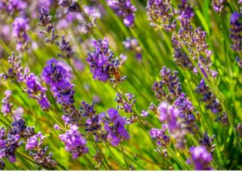 Lavanda, ja si të zbukurosh shtëpinë duke e mbjellë në vazo –