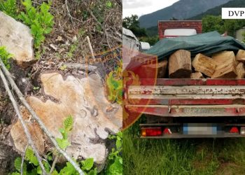 Transportonin dru të prerë ilegalisht në Dibër, ndiqen penalisht 4 persona –