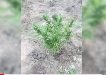 VIDEO/ I shpallur në kërkim për kultivim droge, pranga 33-vjeçarit në Lezhë –