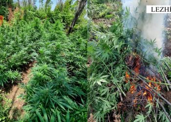 Operacion anti-drogë në Lezhë, asgjësohen 1230 bimë kanabis –