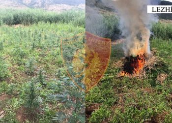 Asgjësohen 600 bimë kanabis në Lezhë, asnjë autor i identifikuar –