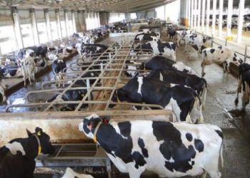 Fieri, qarku me falimentin më të madh të fermave të gjedhit me 2022 –