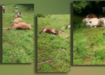 Linjat elektrike nëpër fushë, fermerit i ngordhin 10 lopë në Mirditë –