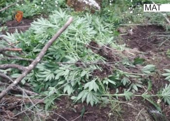 Asgjesohen 350 bimë kanabis, arrestohet 33-vjeçari në Mat –