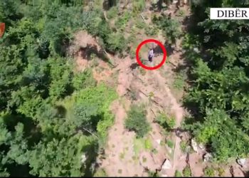 VIDEO/ Asgjesohen 233 bimë kanabis në Dibër, në pranga ‘vaditësi’ 62-vjeçar –