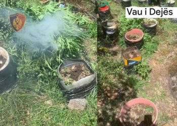 Drogë në Vaun e Dejës, asgjësohen 583 fidanë kanabis –