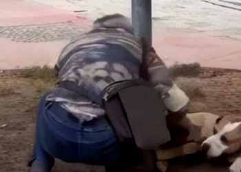 E rëndë, i moshuari lidh qentë me zinxhir në Tiranë (VIDEO) –