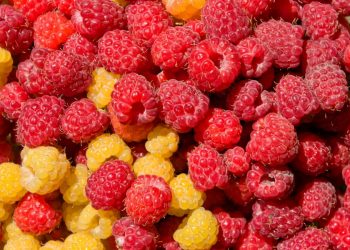 Mjedra, vetitë e një super fruti –