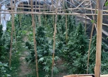 Zbulohen 7 minisera me drogë, arrestohen dy të rinj në Shkodër –