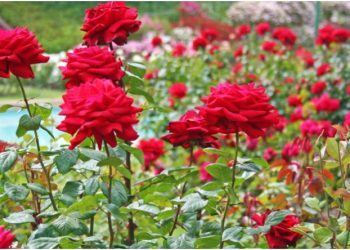 Ja vlerat unike të petaleve të trëndafilit –