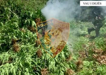 Asgjësohen 73 fidanë kanabis në Vaun e Dejës, arrestohet një person –