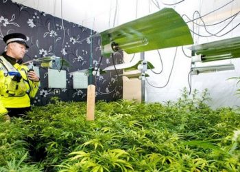 Punonin në një fermë kanabisi me vlerën 4,5 milion paund, arrestohet 2 të rinjtë shqiptarë (FOTO dhe EMRAT) –