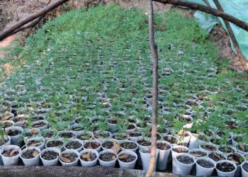 Braktiset plantacioni gjigant i hashashit në kufiri me Shqipërinë –