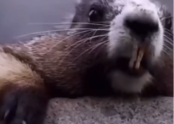 Vivien në pushime pa të, Getinjo e kërkon në mënyrën epike! –