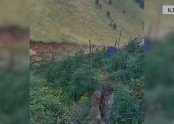 ‘Territor i pastër’, Policia ngre dronët për kanabis në Krujë –