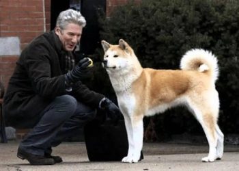 Është simbol i besnikërisë, Hachiko mbush sot 100 vjeç –