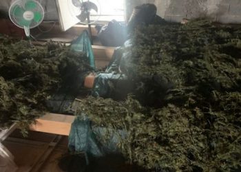 “A jeni për punë?”/ Ja si rekrutoheshin “gratë e hashashit” –