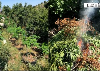 Digjet droga e mbjellë në 3 njësi administrative të Lezhës –