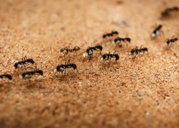 Nuk është aq banale sa duket/ Ja pse milingonat ecin gjithmonë në rresht –