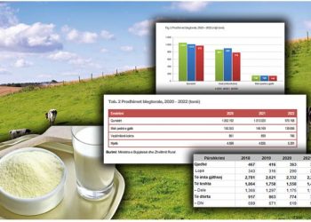 Shqipëria rrezikon të mbesë pa bagëti, bie me 40% numri i krerëve! Qumështi pluhur fiton terren nëpër markete, shteti nuk e takson –